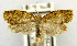  (Adoxophyes reticulana - USNM ENT 00980809)  @11 [ ] Unspecified (default): All Rights Reserved  Unspecified Unspecified