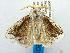  (Nesara albida - USNM ENT 00980824)  @14 [ ] Unspecified (default): All Rights Reserved  Unspecified Unspecified