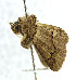  ( - USNM ENT 00980838)  @12 [ ] Unspecified (default): All Rights Reserved  Unspecified Unspecified