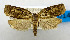  (Homona issikii - USNM ENT 00980861)  @11 [ ] Unspecified (default): All Rights Reserved  Unspecified Unspecified