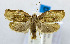  (Homona magnanima - USNM ENT 00980862)  @14 [ ] Unspecified (default): All Rights Reserved  Unspecified Unspecified