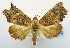  (Lineopalpa birena - USNM ENT 00980874)  @14 [ ] Unspecified (default): All Rights Reserved  Unspecified Unspecified