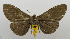  (Bracca xanthosoma - USNM ENT 00980883)  @14 [ ] Unspecified (default): All Rights Reserved  Unspecified Unspecified