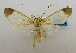  (Amerila aldabrensis - USNM ENT 00980898)  @14 [ ] Unspecified (default): All Rights Reserved  Unspecified Unspecified
