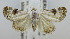  (Eublemma nr. scitula - USNM ENT 00980955)  @14 [ ] Unspecified (default): All Rights Reserved  Unspecified Unspecified