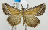  (Hypena sp - USNM ENT 00980979)  @15 [ ] Unspecified (default): All Rights Reserved  Unspecified Unspecified