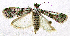  (Pseudoceroprepes sp. ABY3843 - IITA-0001)  @12 [ ] Unspecified (default): All Rights Reserved  Unspecified Unspecified