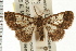  ( - USNM ENT 00193657)  @15 [ ] CreativeCommons - Attribution (2008) Unspecified Centre for Biodiversity Genomics