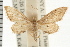  ( - USNM ENT 00194864)  @14 [ ] CreativeCommons - Attribution (2008) Unspecified Centre for Biodiversity Genomics