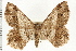  (Chiasmia geminilinea - USNM ENT 00195149)  @14 [ ] CreativeCommons - Attribution (2008) Unspecified Centre for Biodiversity Genomics