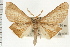  ( - USNM ENT 00195155)  @14 [ ] CreativeCommons - Attribution (2008) Unspecified Centre for Biodiversity Genomics