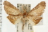  (Coenina aurivena - USNM ENT 00195166)  @14 [ ] CreativeCommons - Attribution (2008) Unspecified Centre for Biodiversity Genomics