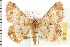  ( - USNM ENT 00195453)  @13 [ ] CreativeCommons - Attribution (2008) Unspecified Centre for Biodiversity Genomics
