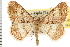  ( - USNM ENT 00195455)  @14 [ ] CreativeCommons - Attribution (2008) Unspecified Centre for Biodiversity Genomics