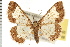  ( - USNM ENT 00678263)  @14 [ ] CreativeCommons - Attribution (2008) Unspecified Centre for Biodiversity Genomics