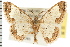  ( - USNM ENT 00678265)  @14 [ ] CreativeCommons - Attribution (2008) Unspecified Centre for Biodiversity Genomics
