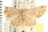  ( - USNM ENT 00678371)  @13 [ ] CreativeCommons - Attribution (2008) Unspecified Centre for Biodiversity Genomics