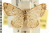  ( - USNM ENT 00678374)  @11 [ ] CreativeCommons - Attribution (2008) Unspecified Centre for Biodiversity Genomics