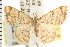  ( - USNM ENT 00678377)  @13 [ ] CreativeCommons - Attribution (2008) Unspecified Centre for Biodiversity Genomics