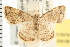  ( - USNM ENT 00678379)  @14 [ ] CreativeCommons - Attribution (2008) Unspecified Centre for Biodiversity Genomics