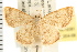  ( - USNM ENT 00678381)  @14 [ ] CreativeCommons - Attribution (2008) Unspecified Centre for Biodiversity Genomics