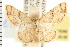  ( - USNM ENT 00678386)  @11 [ ] CreativeCommons - Attribution (2008) Unspecified Centre for Biodiversity Genomics