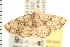  ( - USNM ENT 00678387)  @12 [ ] CreativeCommons - Attribution (2008) Unspecified Centre for Biodiversity Genomics