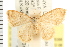  ( - USNM ENT 00678388)  @13 [ ] CreativeCommons - Attribution (2008) Unspecified Centre for Biodiversity Genomics