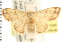  ( - USNM ENT 00678389)  @13 [ ] CreativeCommons - Attribution (2008) Unspecified Centre for Biodiversity Genomics