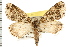  (Xylopteryx aucilla Prout - USNM ENT 00678393)  @14 [ ] CreativeCommons - Attribution (2008) Unspecified Centre for Biodiversity Genomics