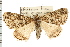  ( - USNM ENT 00678395)  @13 [ ] CreativeCommons - Attribution (2008) Unspecified Centre for Biodiversity Genomics