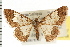  ( - USNM ENT 00678397)  @14 [ ] CreativeCommons - Attribution (2008) Unspecified Centre for Biodiversity Genomics