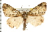  ( - USNM ENT 00678399)  @11 [ ] CreativeCommons - Attribution (2008) Unspecified Centre for Biodiversity Genomics