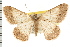  (Isturgia deerraria - USNM ENT 00678401)  @15 [ ] CreativeCommons - Attribution (2008) Unspecified Centre for Biodiversity Genomics