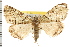  ( - USNM ENT 00678403)  @13 [ ] CreativeCommons - Attribution (2008) Unspecified Centre for Biodiversity Genomics
