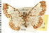  ( - USNM ENT 00678406)  @14 [ ] CreativeCommons - Attribution (2008) Unspecified Centre for Biodiversity Genomics