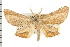  ( - USNM ENT 00678419)  @11 [ ] CreativeCommons - Attribution (2008) Unspecified Centre for Biodiversity Genomics