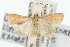  ( - USNM ENT 00194931)  @14 [ ] CreativeCommons - Attribution (2009) Unspecified Centre for Biodiversity Genomics