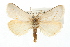 ( - USNM ENT 00195154)  @14 [ ] CreativeCommons - Attribution (2009) Unspecified Centre for Biodiversity Genomics