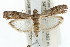  (Phycita sp. AAG0440 - USNM ENT 00676025)  @15 [ ] CreativeCommons - Attribution (2009) Unspecified Centre for Biodiversity Genomics