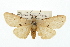  (Spilosoma sublutea - USNM ENT 00676137)  @15 [ ] CreativeCommons - Attribution (2009) Unspecified Centre for Biodiversity Genomics