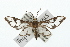  ( - USNM ENT 00676145)  @13 [ ] CreativeCommons - Attribution (2009) Unspecified Centre for Biodiversity Genomics