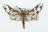  ( - USNM ENT 00676153)  @14 [ ] CreativeCommons - Attribution (2009) Unspecified Centre for Biodiversity Genomics