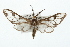  ( - USNM ENT 00676154)  @14 [ ] CreativeCommons - Attribution (2009) Unspecified Centre for Biodiversity Genomics