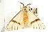  ( - USNM ENT 00192155)  @12 [ ] CreativeCommons - Attribution (2009) Unspecified Centre for Biodiversity Genomics