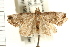  ( - USNM ENT 00192185)  @13 [ ] CreativeCommons - Attribution (2009) Unspecified Centre for Biodiversity Genomics