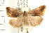  ( - USNM ENT 00192192)  @14 [ ] CreativeCommons - Attribution (2009) Unspecified Centre for Biodiversity Genomics