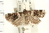  (Eulocastra monozona - USNM ENT 00192195)  @14 [ ] CreativeCommons - Attribution (2009) Unspecified Centre for Biodiversity Genomics