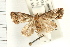  (Lithacodia sp - USNM ENT 00192204)  @14 [ ] CreativeCommons - Attribution (2009) Unspecified Centre for Biodiversity Genomics