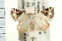  ( - USNM ENT 00192295)  @14 [ ] CreativeCommons - Attribution (2009) Unspecified Centre for Biodiversity Genomics